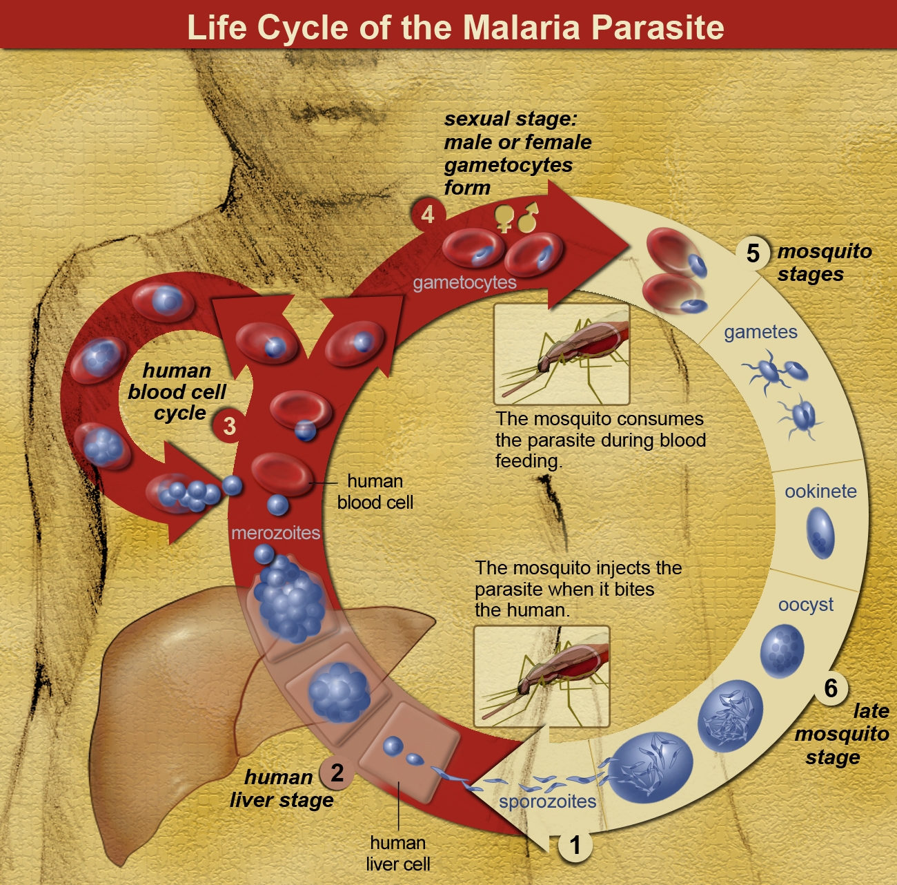 Describe The Life Cycle Of Malarial Parasite Class 12