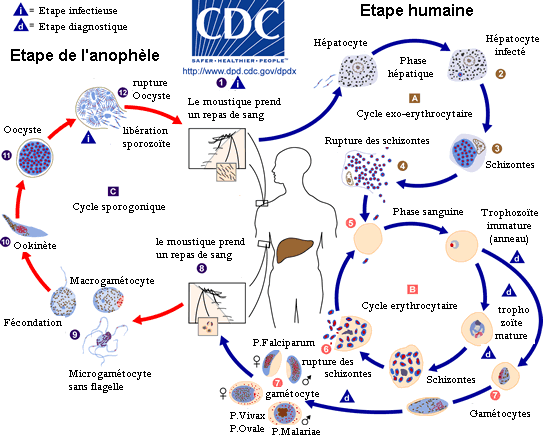 cycle-paludisme